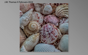 Macro Shells Feb 2024-07.jpg